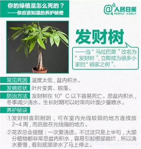 仙桃樹葉|仙桃樹葉養護秘訣